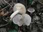 Gyöngyös tejelőgomba (Lactarius circellatus), Budai-hegység